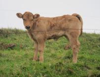 Vaca asturiana, ternero, vacas