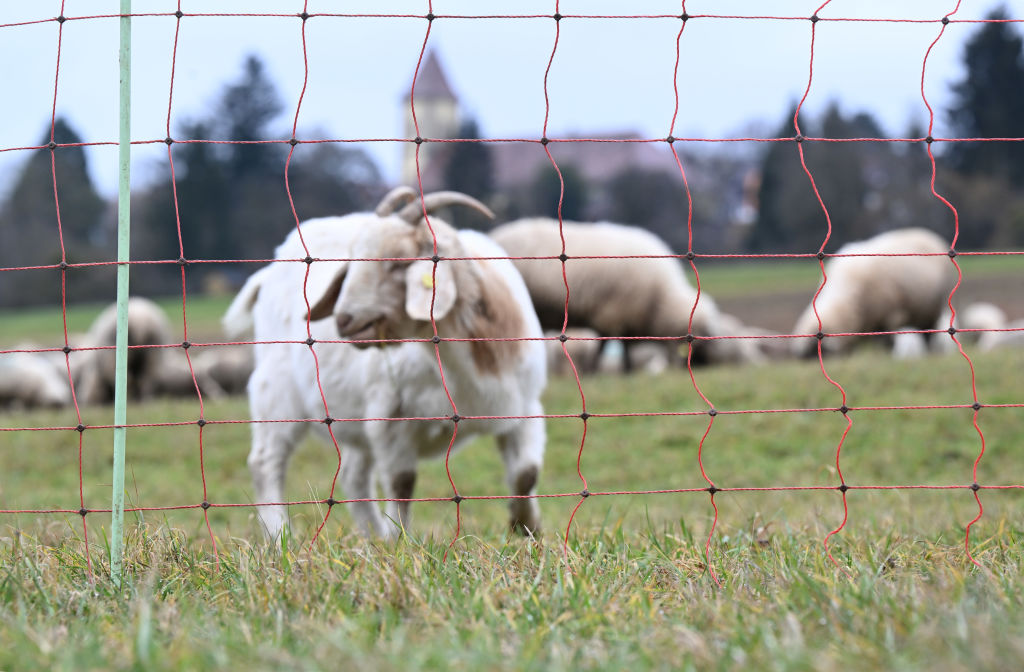 sheep farming